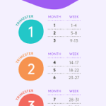 Understanding Time in Pregnancy: Weeks in 4 Months